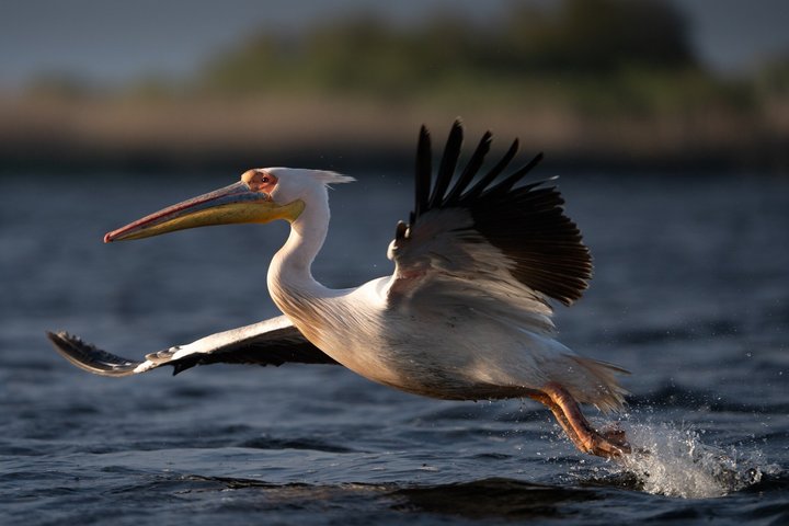 Danube Delta guided boat trip Tulcea - Mila 23
