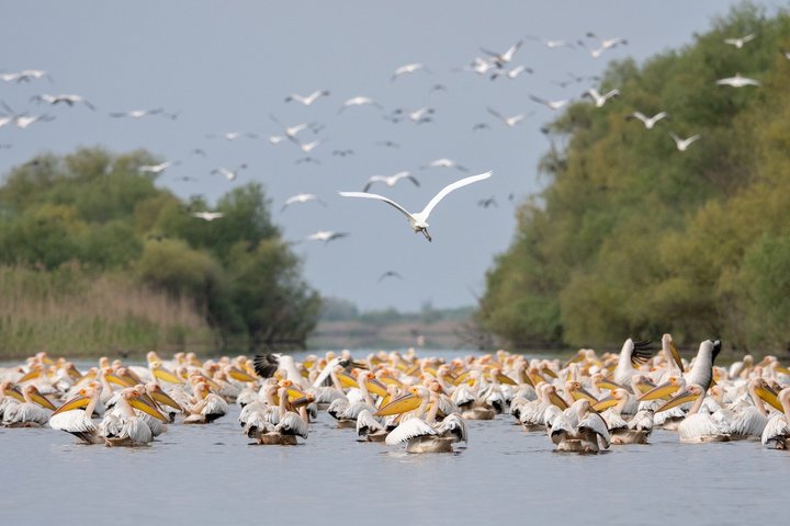 Danube Delta Experience: Wildlife Tour from Tulcea