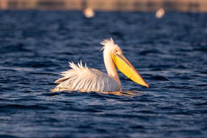 Danube Delta guided boat trip Tulcea - Mila 23