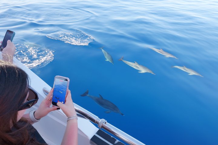 Tenerife Ecoyacht Tour for Whale Watching
