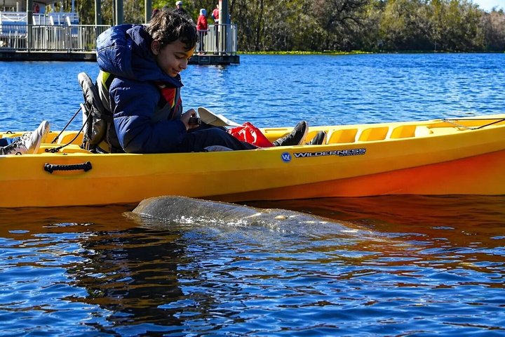 Small Group Manatee Discovery Kayak Tour near Orlando