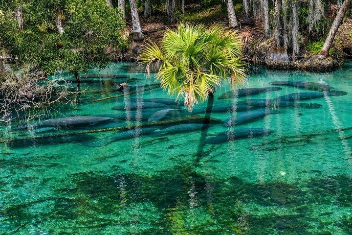 Small Group Manatee Discovery Kayak Tour near Orlando