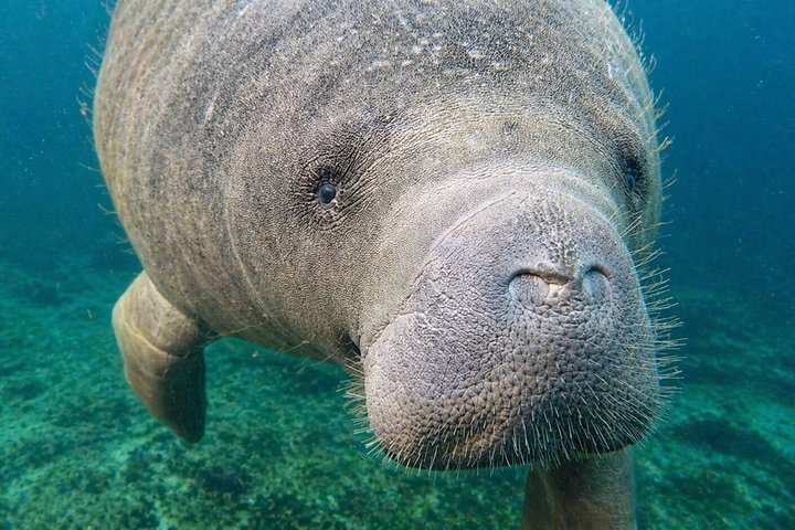Small Group Manatee Discovery Kayak Tour near Orlando
