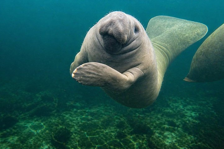 Small Group Manatee Discovery Kayak Tour near Orlando