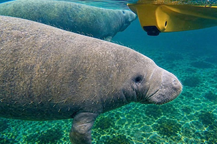 Small Group Manatee Discovery Kayak Tour near Orlando