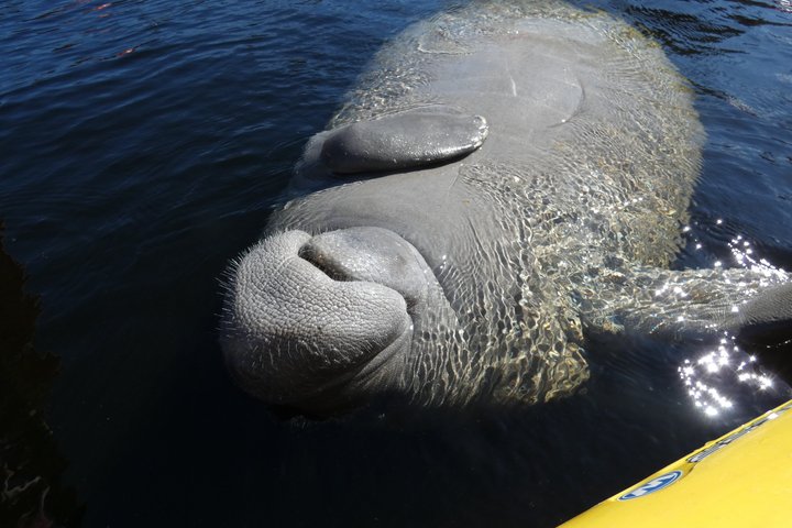 Small Group Manatee Discovery Kayak Tour near Orlando