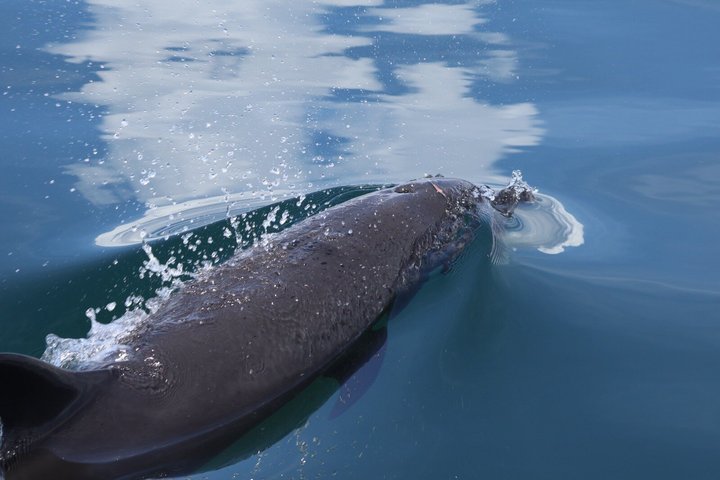 Whale Watching with Snorkeling and Fishing in Puerto Jiménez
