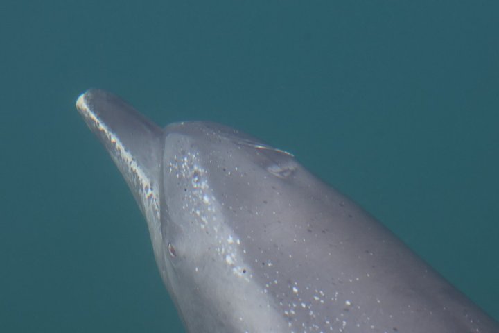 Whale Watching with Snorkeling and Fishing in Puerto Jiménez