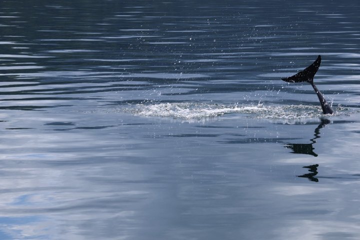 Whale Watching with Snorkeling and Fishing in Puerto Jiménez