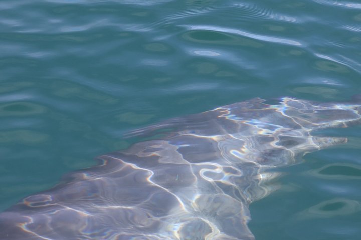Whale Watching with Snorkeling and Fishing in Puerto Jiménez