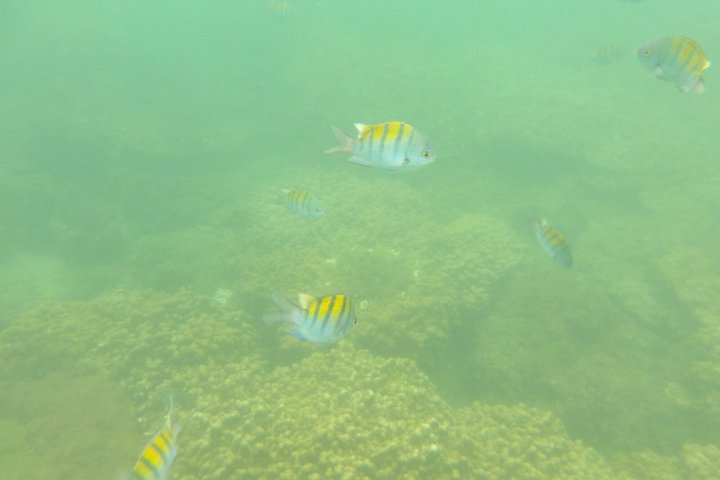 Whale Watching with Snorkeling and Fishing in Puerto Jiménez