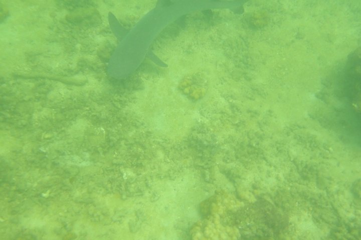 Whale Watching with Snorkeling and Fishing in Puerto Jiménez
