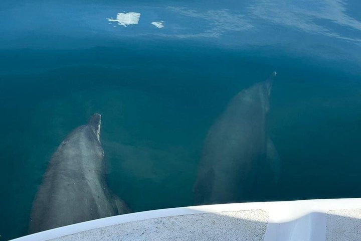 Whale Watching with Snorkeling and Fishing in Puerto Jiménez