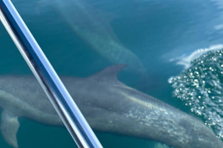 Whale Watching with Snorkeling and Fishing in Puerto Jiménez