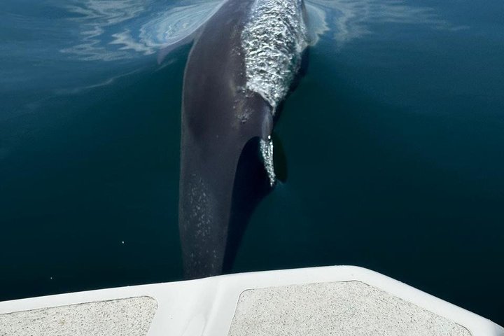 Whale Watching with Snorkeling and Fishing in Puerto Jiménez