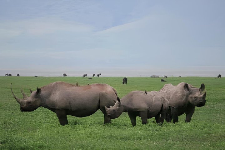 Tanzania Wildlife Safari 3 Day Tour Tarangire and Ngorongoro