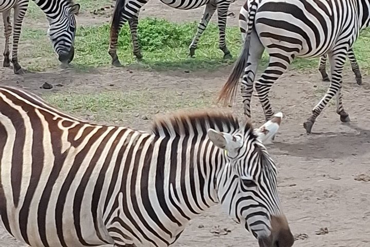 4 Day Tanzania Big Five Wildlife Safari Adventure