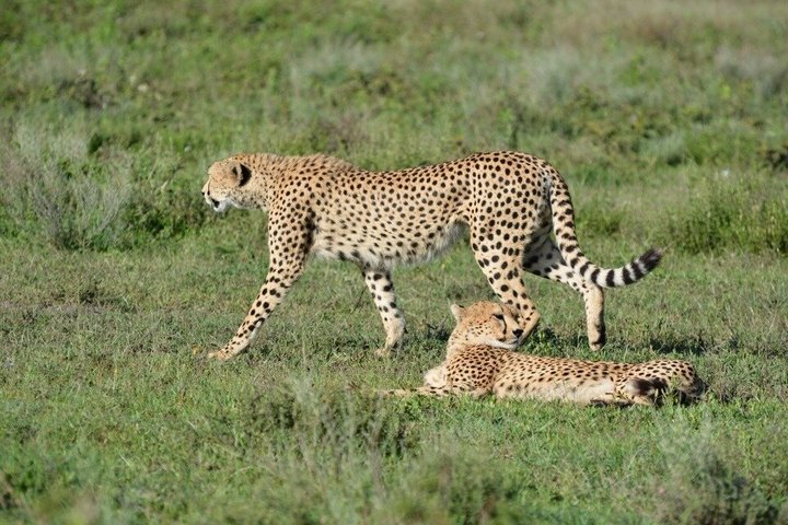 Tanzania Wildlife Safari 3 Day Tour Tarangire and Ngorongoro