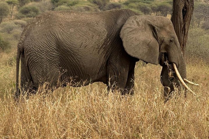 Tanzania Wildlife Safari 3 Day Tour Tarangire and Ngorongoro