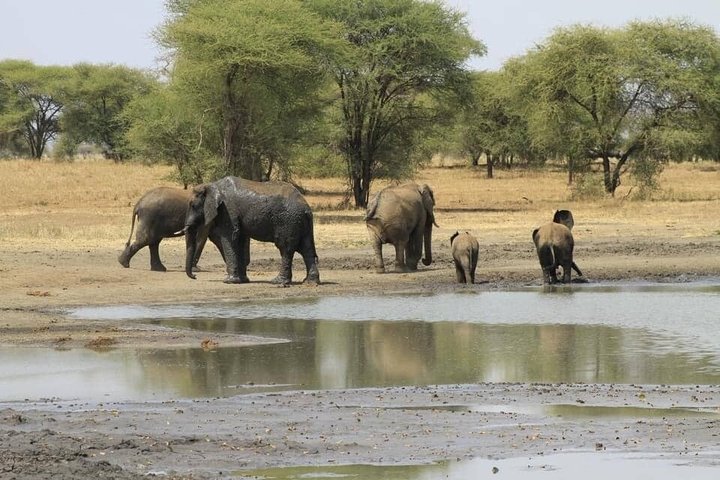 Tanzania Wildlife Safari 3 Day Tour Tarangire and Ngorongoro