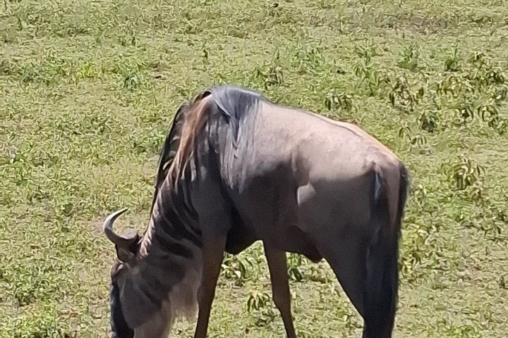 4 Day Tanzania Big Five Wildlife Safari Adventure