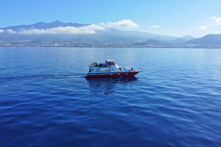 Tenerife Ecoyacht Tour for Whale Watching