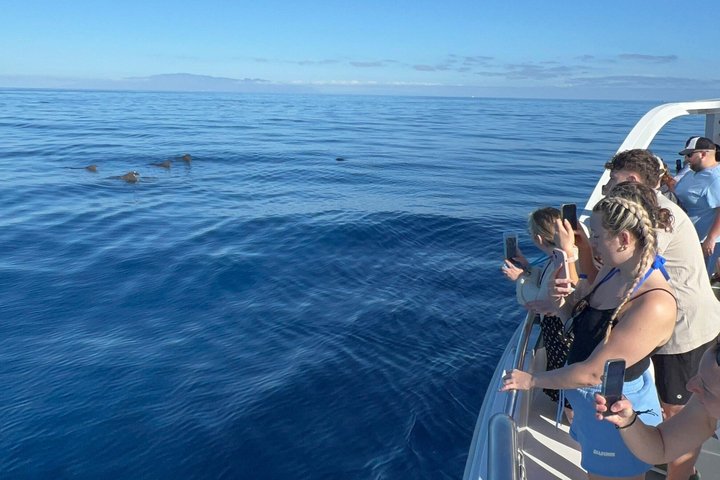 Tenerife Ecoyacht Tour for Whale Watching