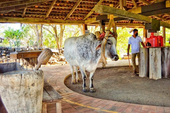 Safari Palo verde river cruise, sugarcane liquor & cultural tour