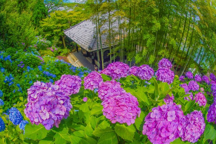 Kamakura & Enoshima 1-Day Bus Tour : From Tokyo
