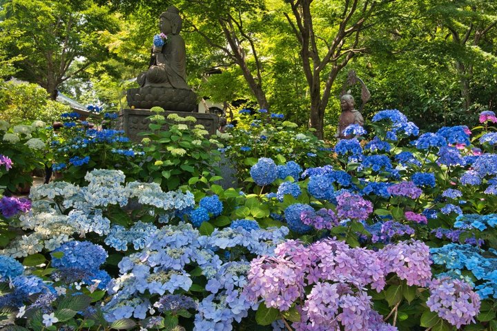 Kamakura & Enoshima 1-Day Bus Tour : From Tokyo