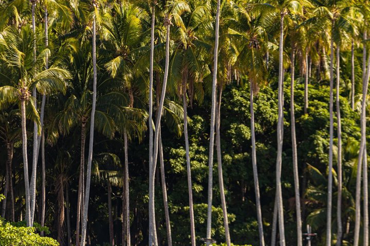 Isla Tortuga Premium: snorkeling, Monkeys & Private Beach Spot