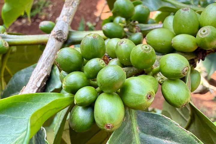 Materuni Waterfalls, Coffee Plantations & Banana beer experiences