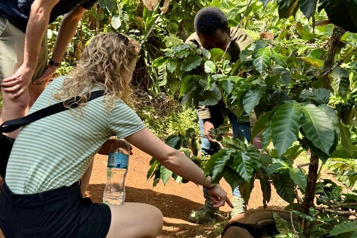 Materuni Waterfalls, Coffee Plantations & Banana beer experiences