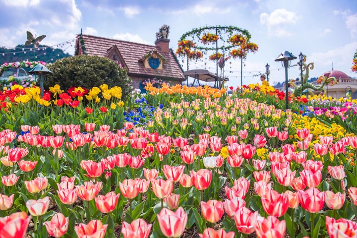 Everland Theme Park Admission Ticket with Transfer from Seoul
