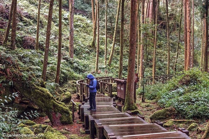 Alishan National Forest Day Tour from Taichung with Hotel Pickup
