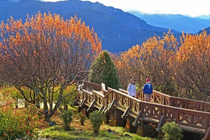 Alishan National Forest Day Tour from Taichung with Hotel Pickup