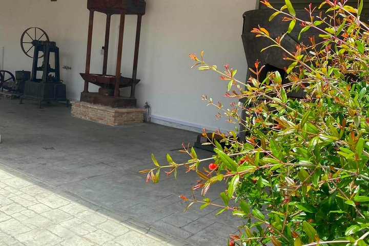 Exclusive Olympia Tour from Katakolo with Local Tasting