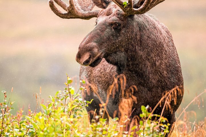 Svolvær Lofoten Wildlife Moose Safari