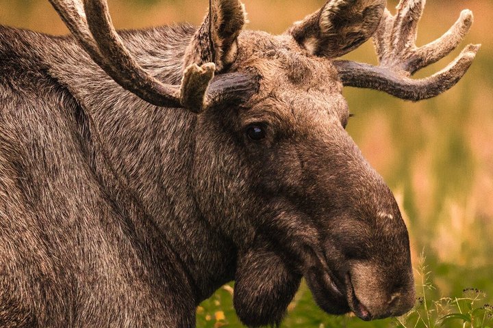 Svolvær Lofoten Wildlife Moose Safari