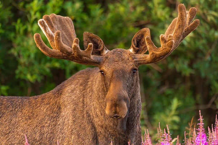 Svolvær Lofoten Wildlife Moose Safari