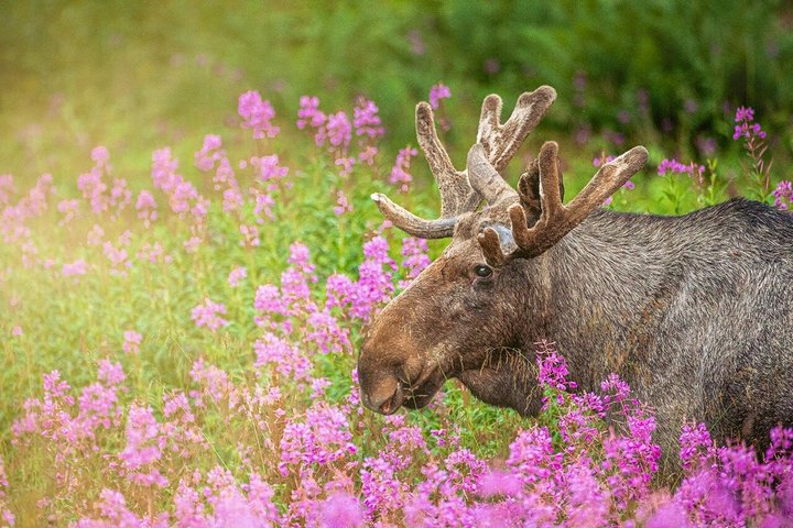 Svolvær Lofoten Wildlife Moose Safari