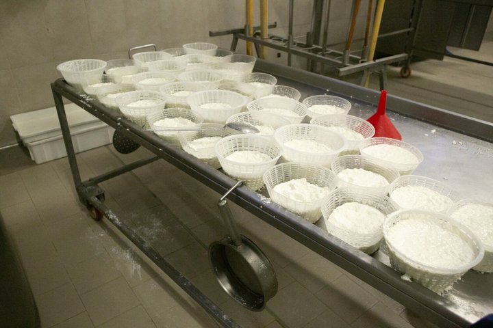 Bologna Food Valley Small Group Factory Tasting and Winery Lunch