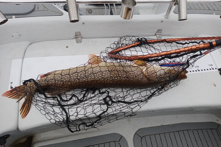 Fishing in Lapland, Rovaniemi, Massive Northern Pike