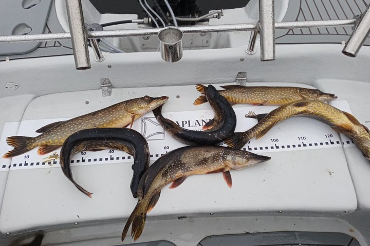 Fishing in Lapland, Rovaniemi, Massive Northern Pike