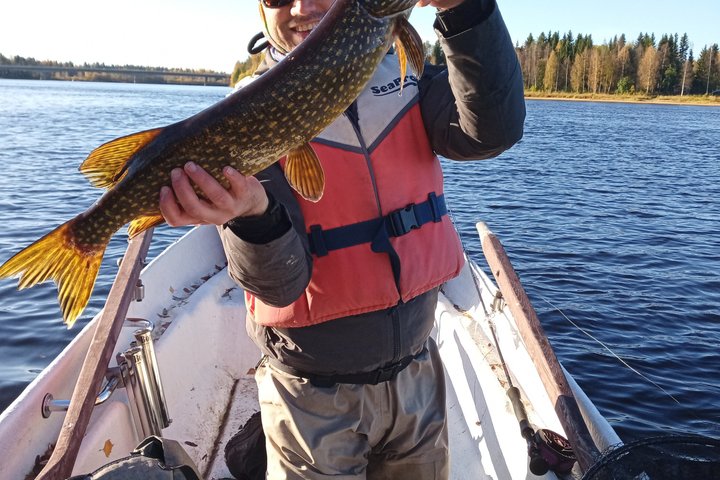 Fishing in Lapland, Rovaniemi, Massive Northern Pike