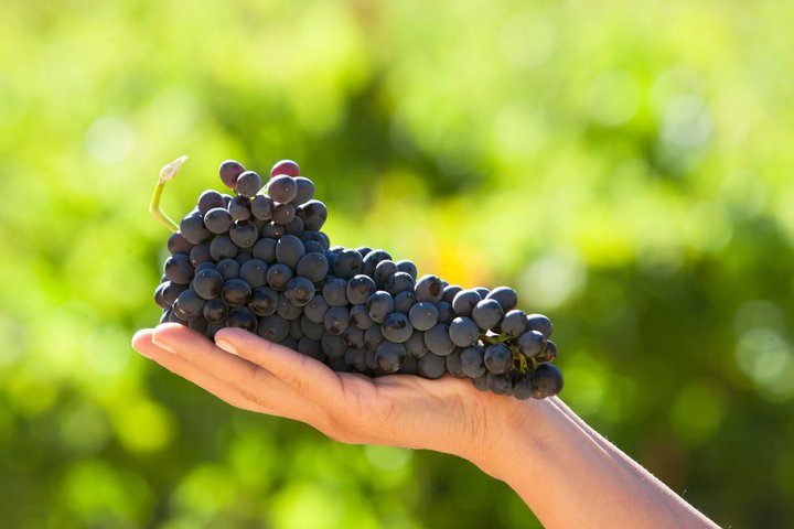 Alcohuaz Signature Wine Tasting