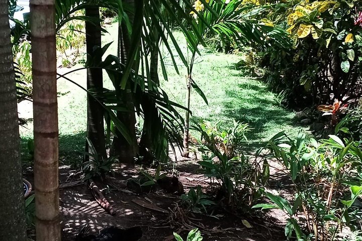 St. Kitts Scenic Island Tour with Beach Option