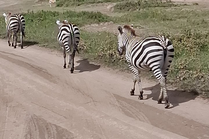 Tanzania Wildlife Safari 3 Day Tour Tarangire and Ngorongoro