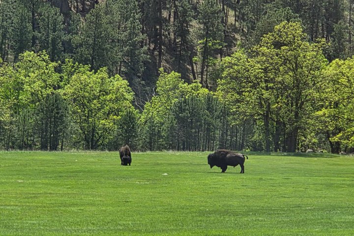Mt Rushmore, Crazy Horse and Custer State Park Wildlife Loop Tour