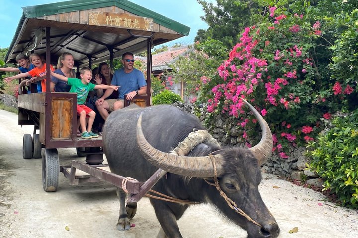 Northern Okinawa Scenic & Hidden Gems Tour 1–8 Guests(4-8H)